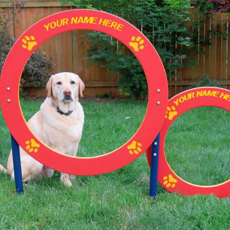 labrador retriever looking through red double hoop jump 